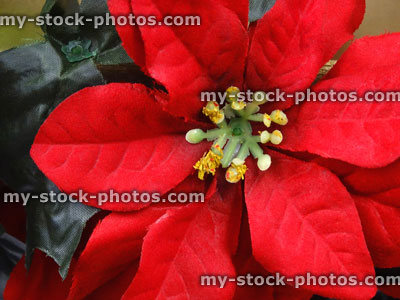 Stock image of artificial poinsettia flower, plastic / silk red Christmas poinsettia