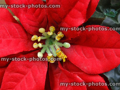 Stock image of artificial poinsettia flower, plastic / silk red Christmas poinsettia