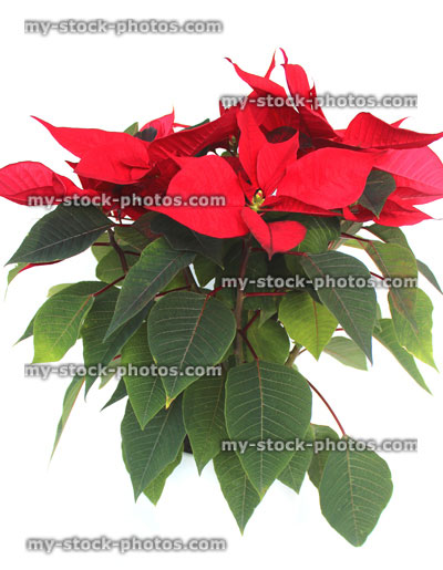 Stock image of poinsettia plant (Euphorbia pulcherrima), red bracts 