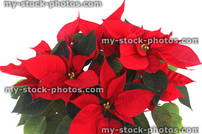 Stock image of poinsettia plant (Euphorbia pulcherrima), red bracts (close up)