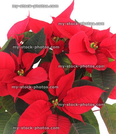 Stock image of poinsettia plant (Euphorbia pulcherrima), red bracts (close up)