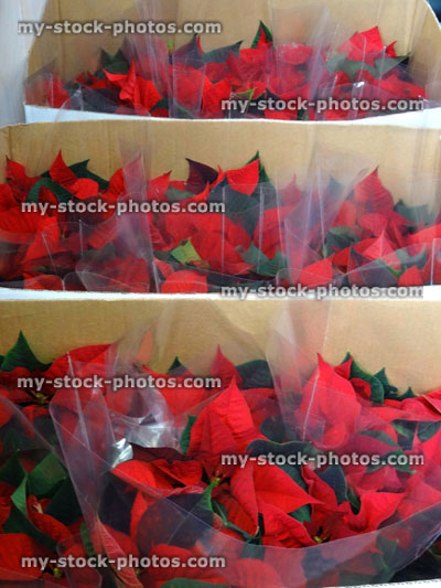 Stock image of red poinsettia flowers / bracts (Euphorbia pulcherrima), Christmas plants / poinsettias