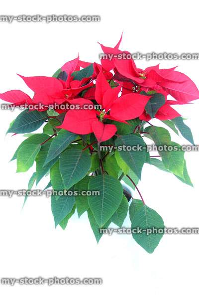 Stock image of poinsettia plant (Euphorbia pulcherrima), red bracts 