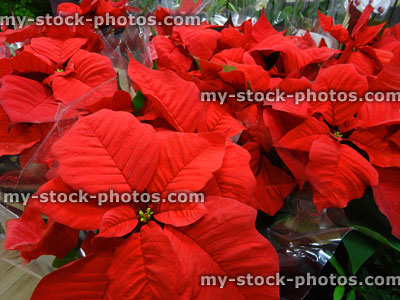 Stock image of red poinsettia flowers / bracts (Euphorbia pulcherrima), Christmas plants / poinsettias
