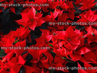 Stock image of poinsettia plants (Euphorbia pulcherrima), red bracts (close up)
