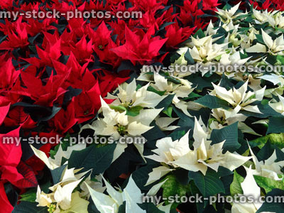Stock image of poinsettia plants (Euphorbia pulcherrima), red / white bracts 