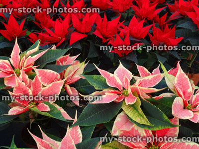 Stock image of poinsettia plants (Euphorbia pulcherrima), red / bi coloured bracts 