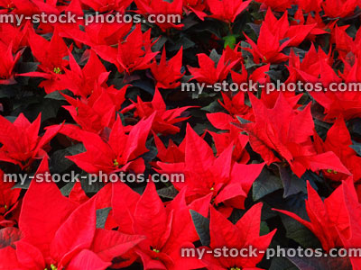 Stock image of poinsettia plants (Euphorbia pulcherrima), red bracts 