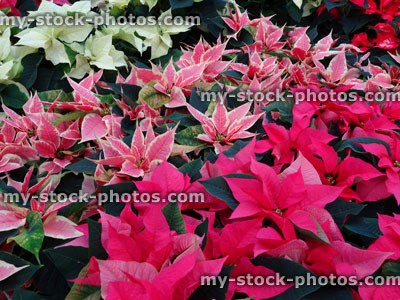Stock image of poinsettia plants (Euphorbia pulcherrima), red / bi coloured bracts 