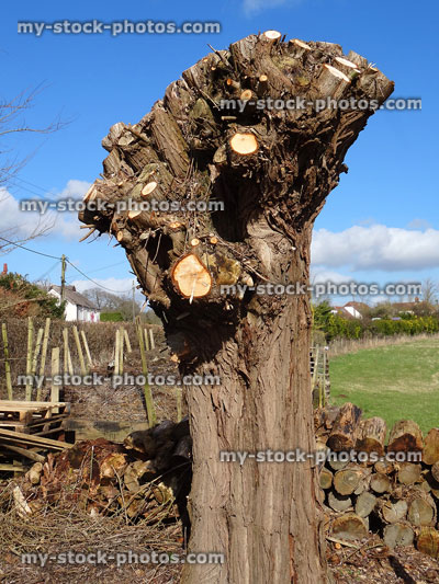 Stock image of pollarded crack willow tree (salix fragilis), pruned trunk