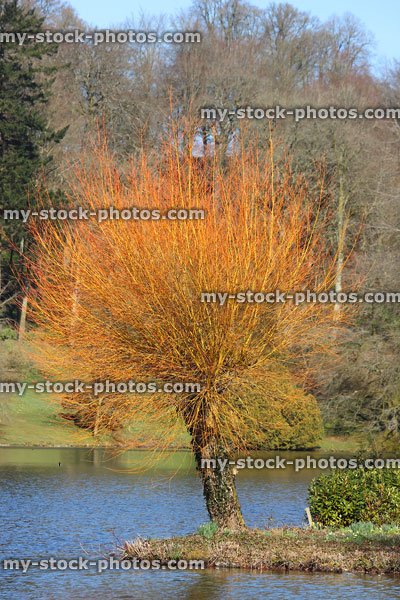 Stock image of fire orange coral willow tree, pruned / pollarded branches, new shoots