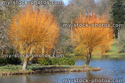 Stock image of two pollarded coral bark willow trees, yellow orange branches