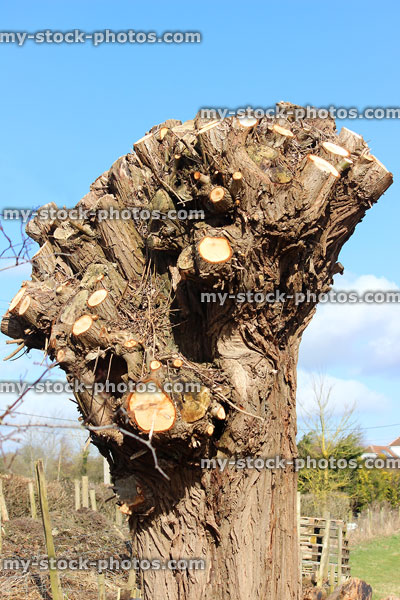 Stock image of pollarded crack willow tree (salix fragilis), heavily pruned