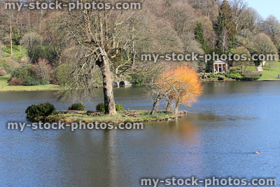 Stock image of island in boating lake with winter trees, polllarded willow