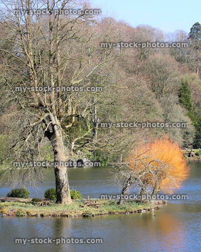 Stock image of small island with winter trees, orange willow (pollarded pruned)