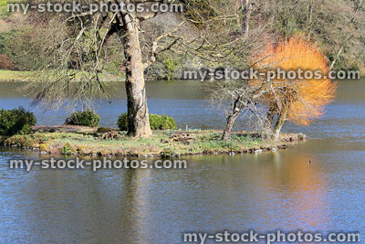 Stock image of island on large ornamental pond, orange willow branches, pollarded