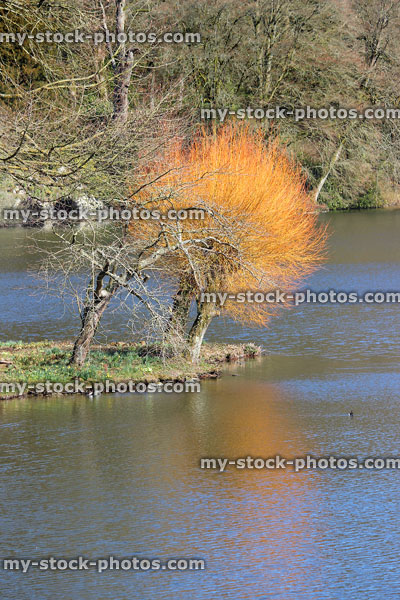 Stock image of willow tree with orange branches, pruned / pollarded, reflecting in water