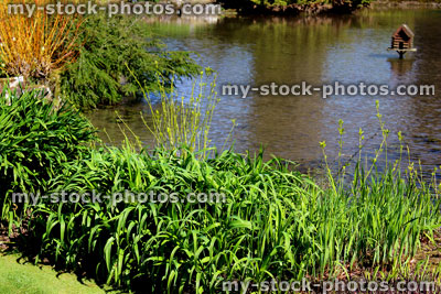 Stock image of landscaped garden with pond, cornus and day lillies