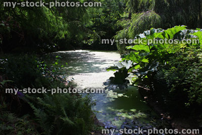 Stock image of shady, neglected garden pond covered in green duckweed
