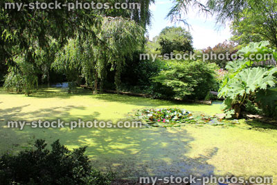 Stock image of shady, neglected garden pond covered in green duckweed