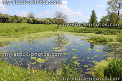 Stock image of natural pond with plants, algae and blanket weed