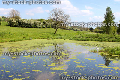 Stock image of natural pond with plants, algae and blanket weed