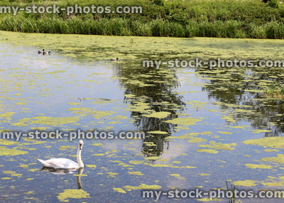 Stock image of lonely swan swimming in natural pond with plants and weed