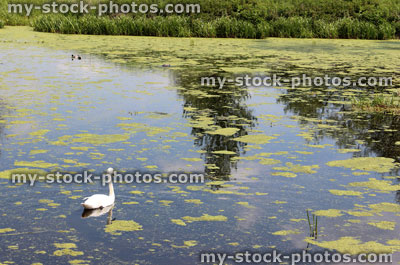 Stock image of lonely swan swimming in natural pond with plants and weed