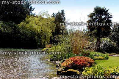 Stock image of landscaped garden with pond, palm tree and azalea