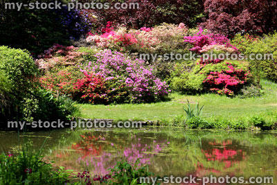 Stock image of garden pond with reflections of colourful azalea flowers