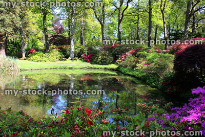 Stock image of woodland garden pond with reflections of trees and azalea flowers