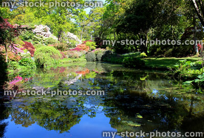 Stock image of japanese garden with koi pond, maples (acers), azaleas and bamboo