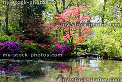 Stock image of koi carp pond with reflections of trees, purple Japanese maple