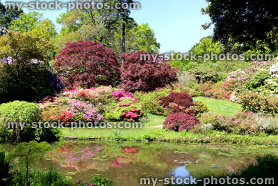 Stock image of Japanese garden with koi pond, maples (acers), azaleas and bamboo