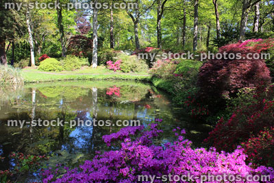 Stock image of Japanese garden with koi pond, maples (acers), azaleas and bamboo