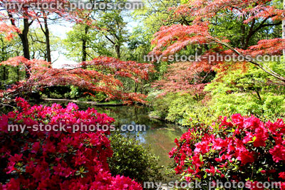 Stock image of Japanese maples (acer palmatum), azaleas (rhododendrons) and koi carp pond