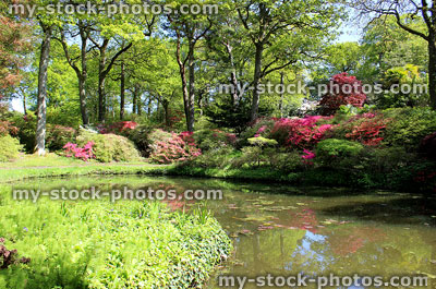 Stock image of goldfish pond in landscaped garden with Japanese maples, oak trees
