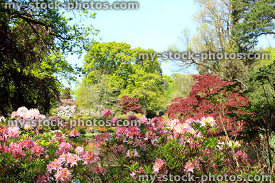 Stock image of landscaped garden with fish pond, azalea flowers and maples (acers)