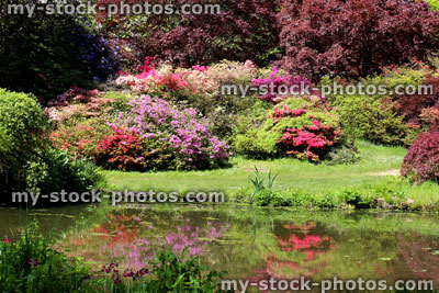 Stock image of garden pond with reflections of colourful azalea flowers