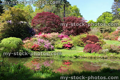 Stock image of pond in landscaped gardens, with azalea flowers, Japanese maples (acers)
