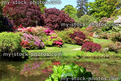 Stock image of pond in landscaped gardens, with azalea flowers, Japanese maples (acers)