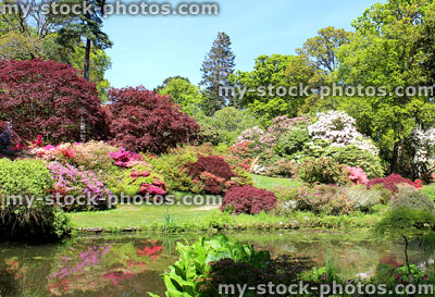 Stock image of garden pond with reflections of flowers, azaleas, Japanese maples