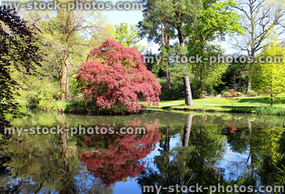 Stock image of pond with reflections of trees, purple Japanese maple