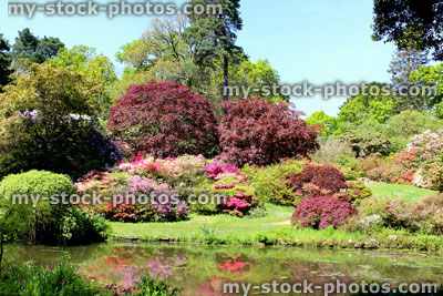 Stock image of landscaped oriental garden with koi pond, azaleas, maples