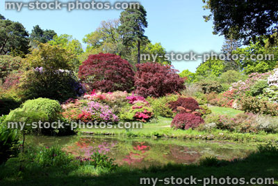Stock image of landscaped oriental garden with koi pond, azaleas, acers