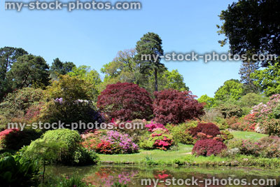 Stock image of landscaped Japanese garden with koi pond, azaleas, maples and reflections