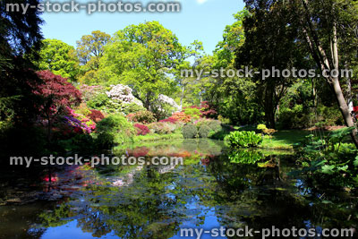 Stock image of large garden pond with water lilies, maple reflections and azaleas
