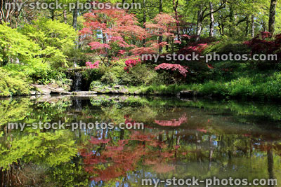Stock image of beautiful garden pond with koi carp, Japanese maples and waterfall