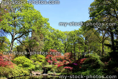 Stock image of landscaped woodland garden with pond, oak trees, maples, blue sky