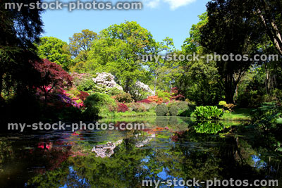 Stock image of koi pond with reflections on Japanese maples and flowering azaleas